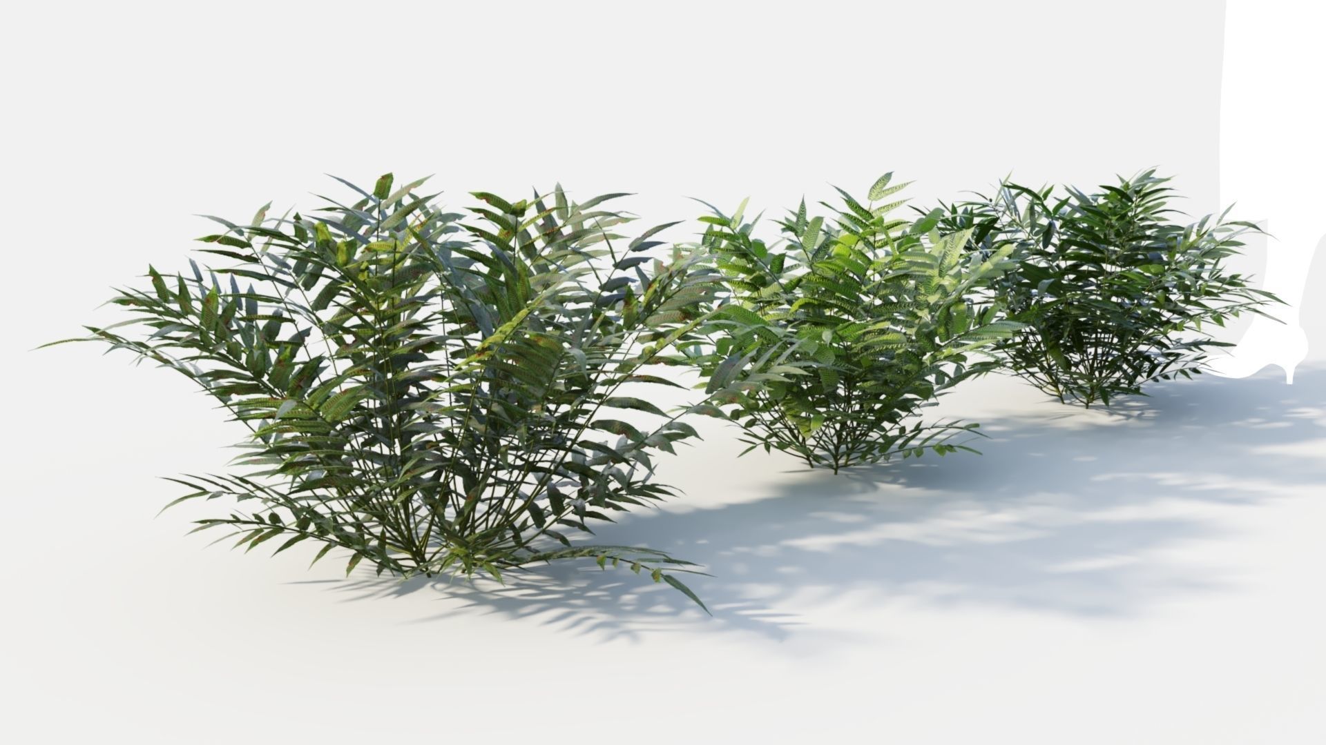 Coniogramme japonica c 3D model_7