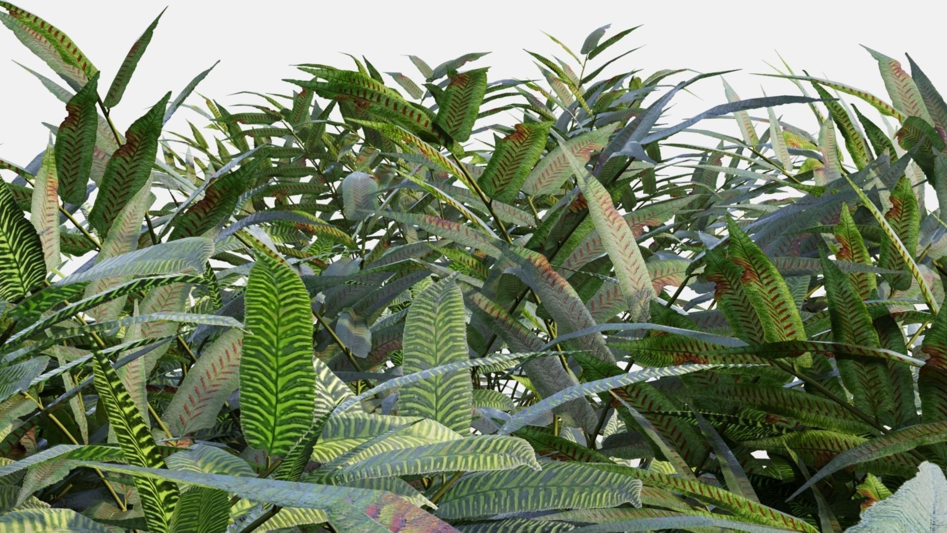 Coniogramme japonica c 3D model_2