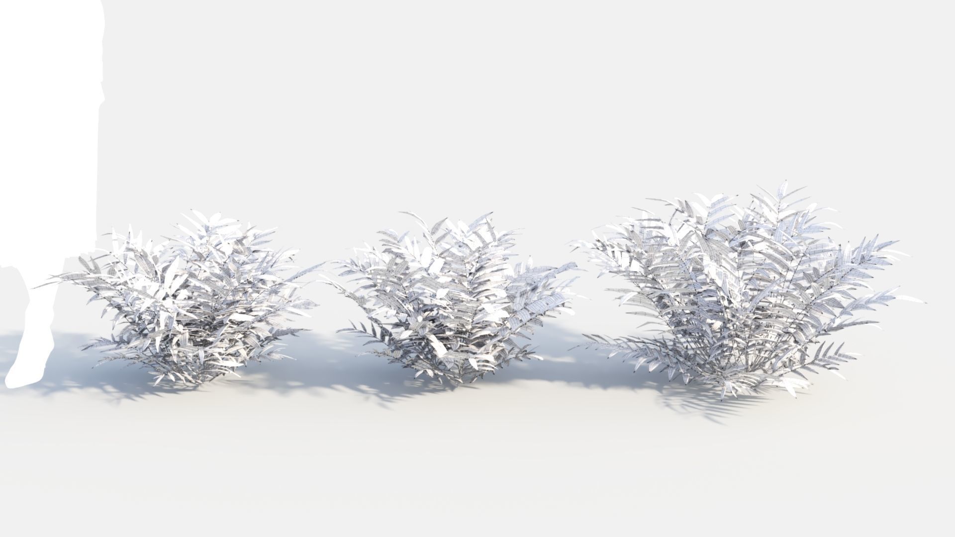 Coniogramme japonica c 3D model_3