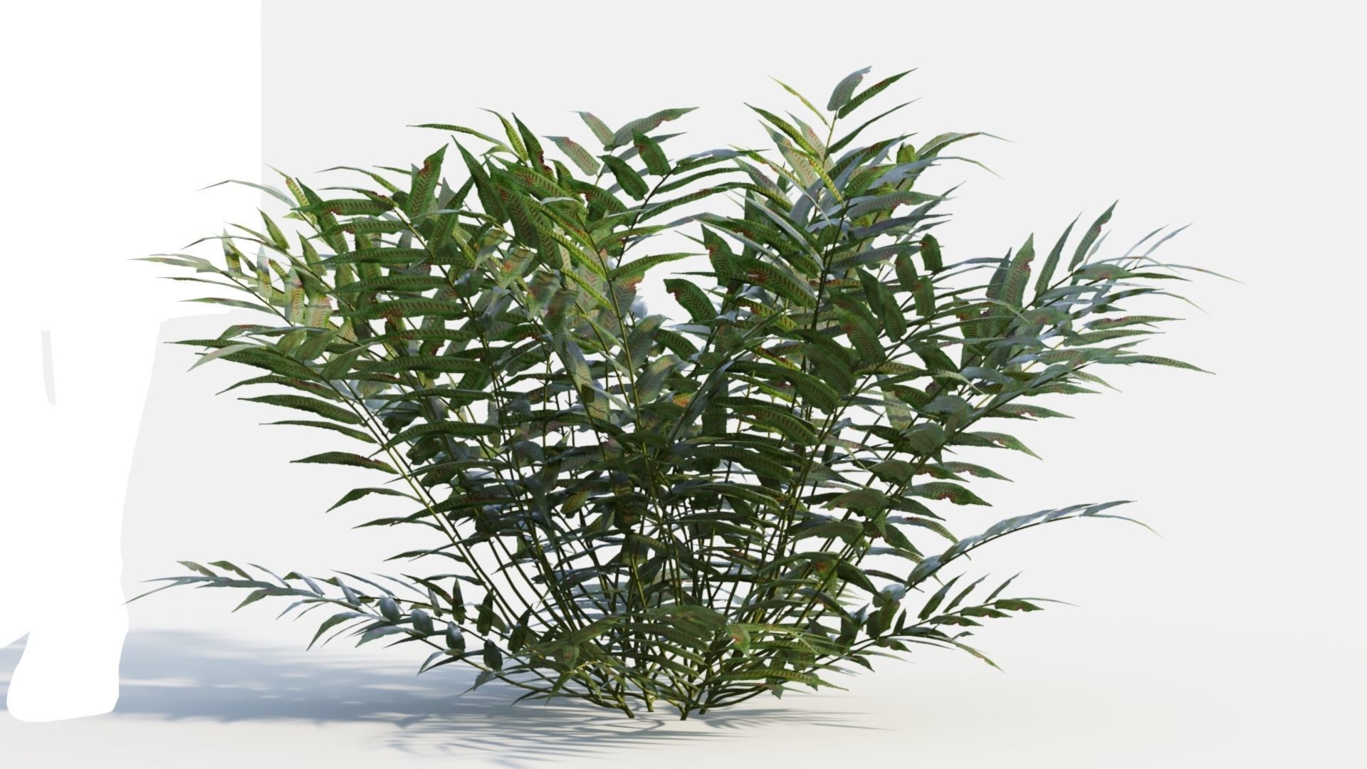 Coniogramme japonica c 3D model_10