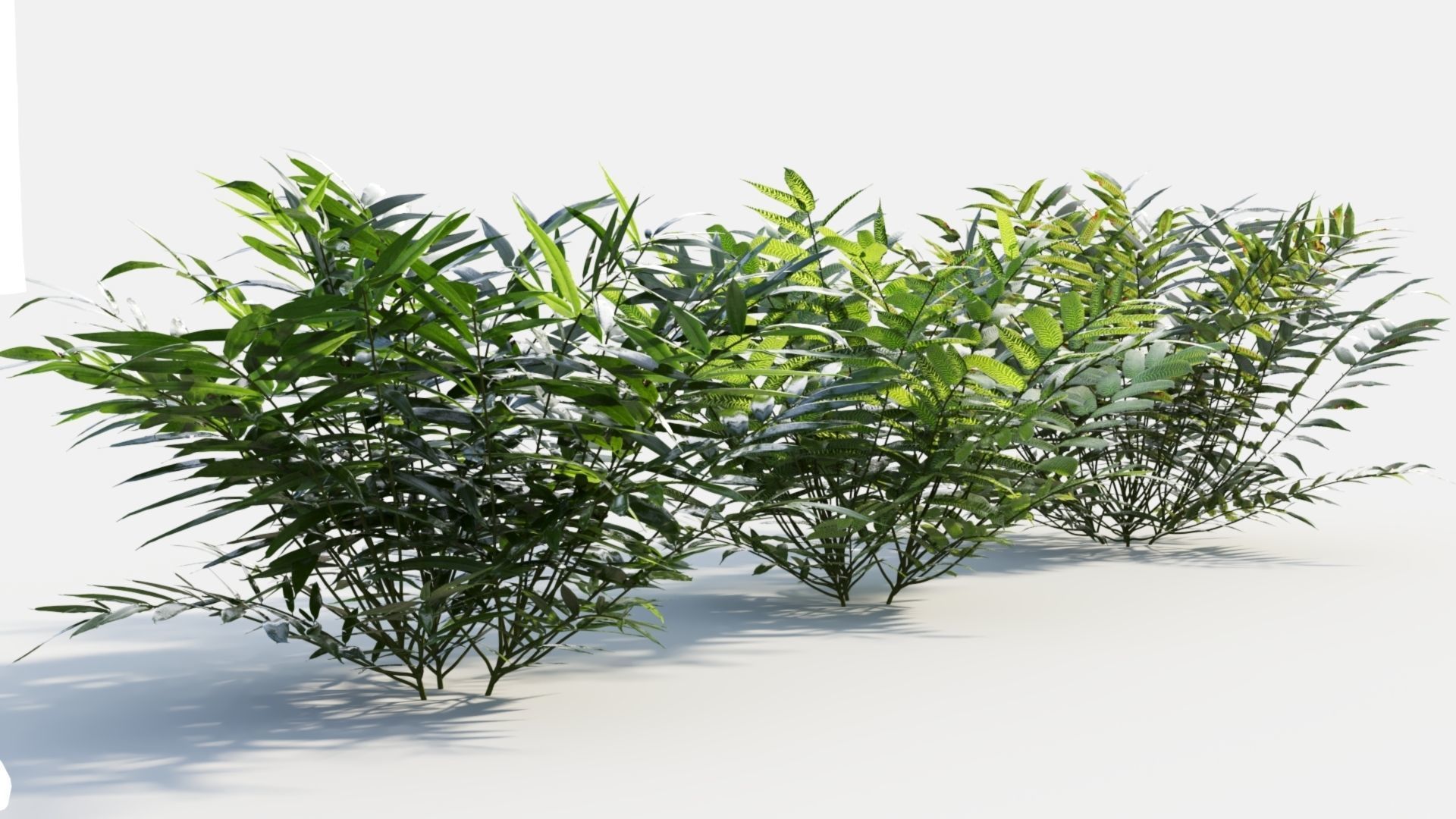 Coniogramme japonica c 3D model_6