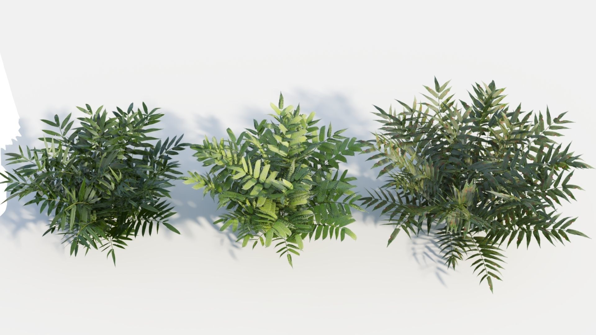 Coniogramme japonica c 3D model_5