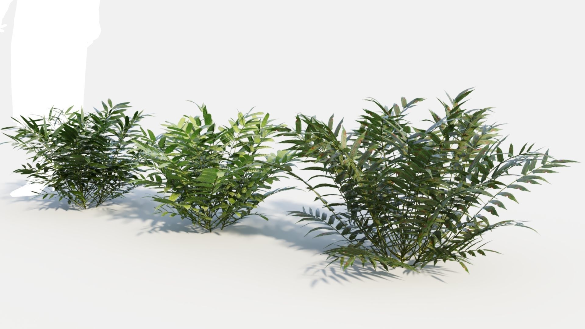 Coniogramme japonica c 3D model_4