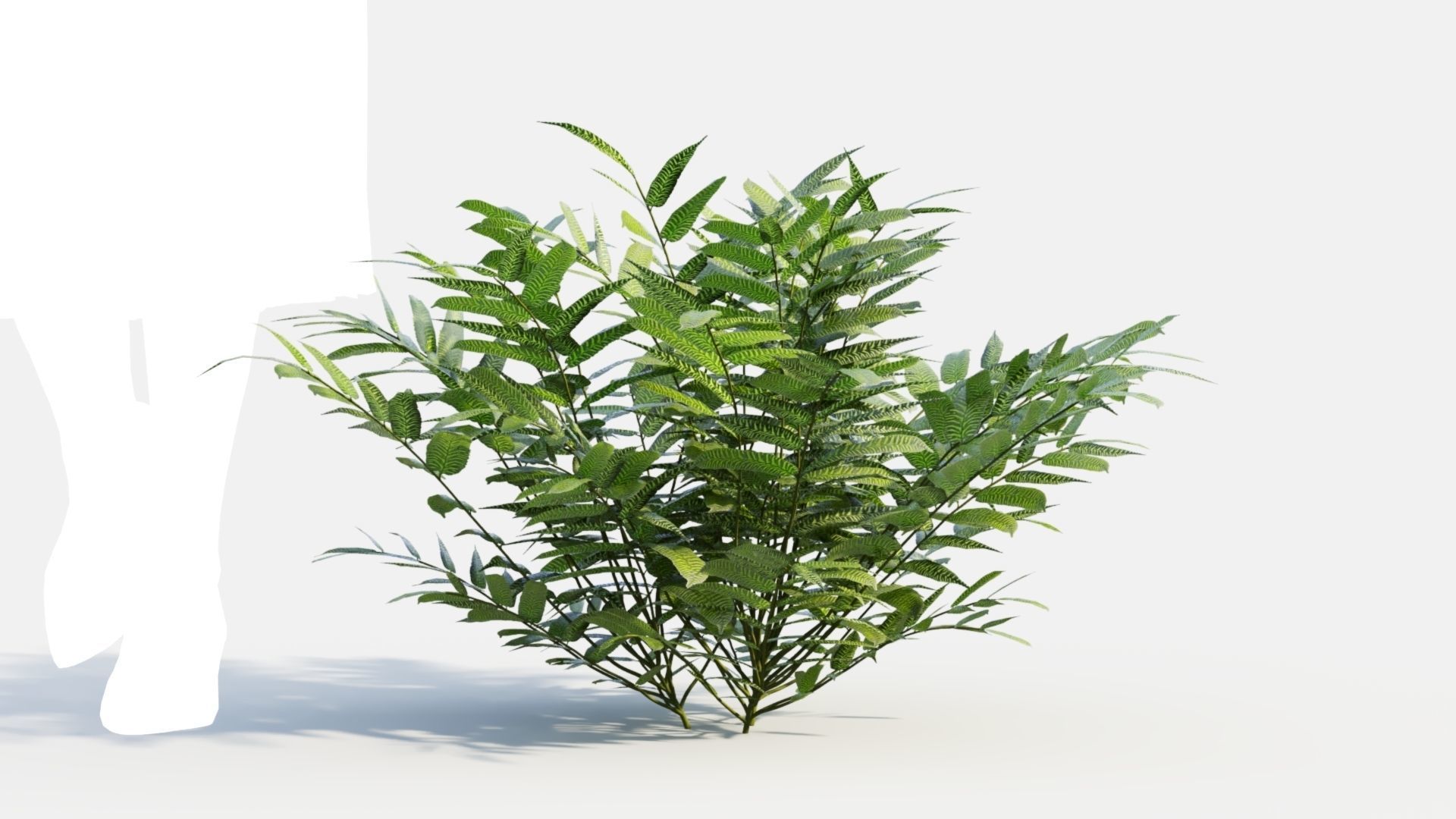 Coniogramme japonica c 3D model_9