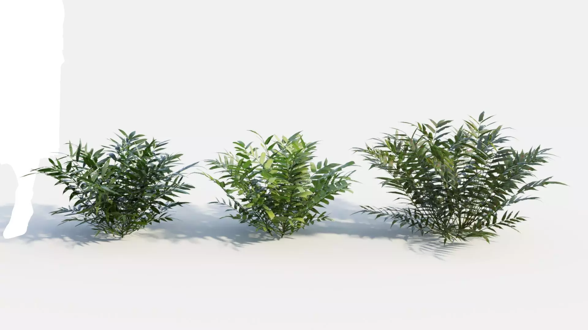 Coniogramme japonica c 3D model_0