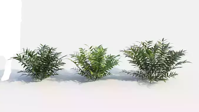 Coniogramme japonica c 3D model