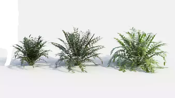 Coniogramme japonica d