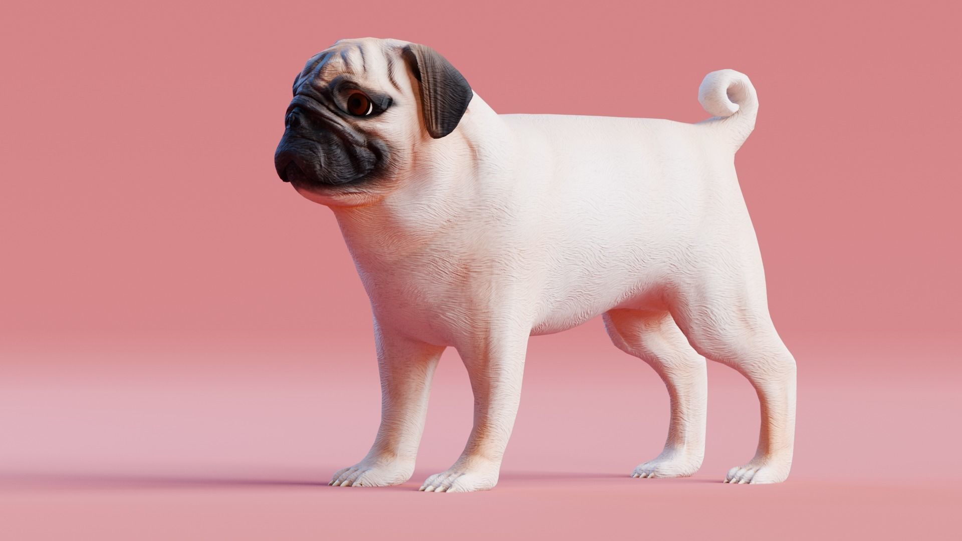 Low poly - Stylized dog - Pug Low-poly 3D model_5
