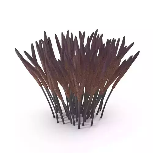 Myxomycetes mushrooms 3D model