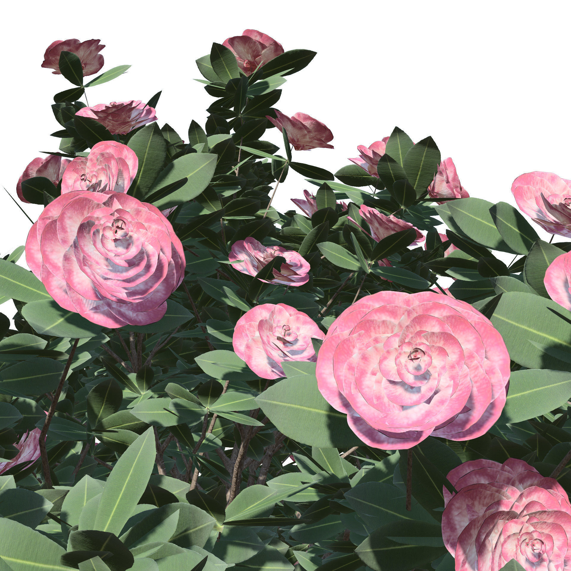 3D Camellia Flower Bush - Realistic Elegance for Your Designs Low-poly 3D model_11