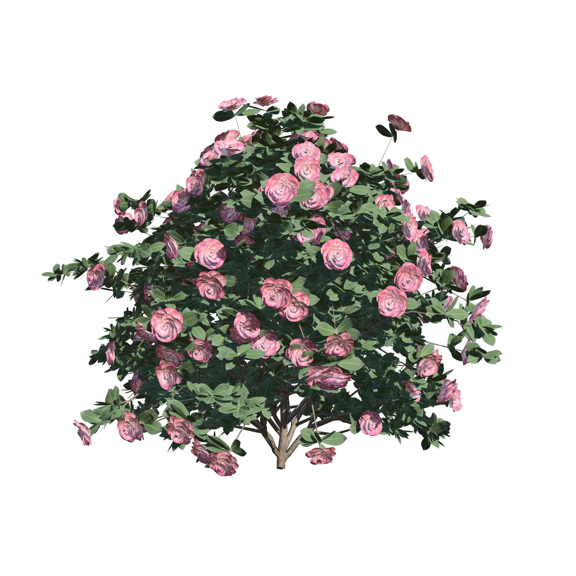 3D Camellia Flower Bush - Realistic Elegance for Your Designs Low-poly 3D model_10
