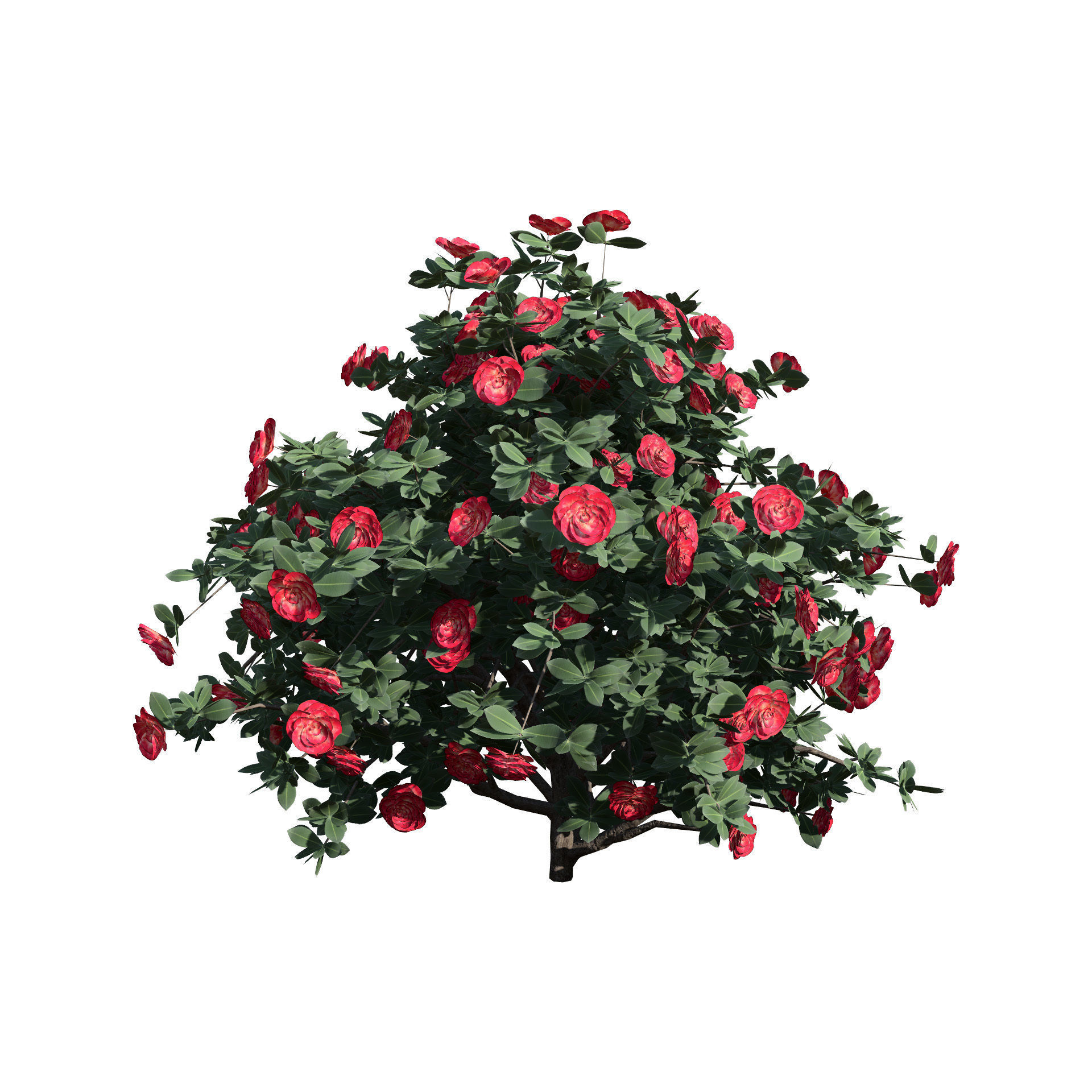 3D Camellia Flower Bush - Realistic Elegance for Your Designs Low-poly 3D model_4