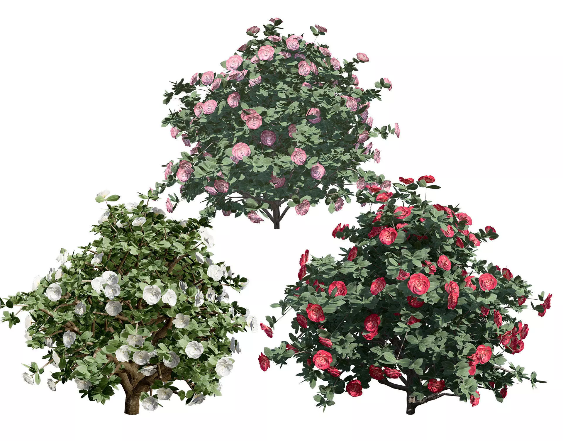 3D Camellia Flower Bush - Realistic Elegance for Your Designs Low-poly 3D model_0