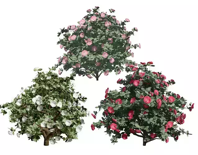 3D Camellia Flower Bush - Realistic Elegance for Your Designs Low-poly 3D model