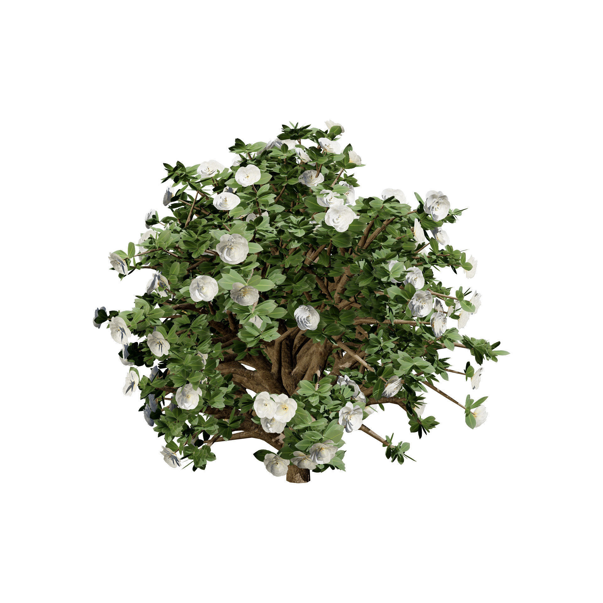 3D Camellia Flower Bush - Realistic Elegance for Your Designs Low-poly 3D model_6