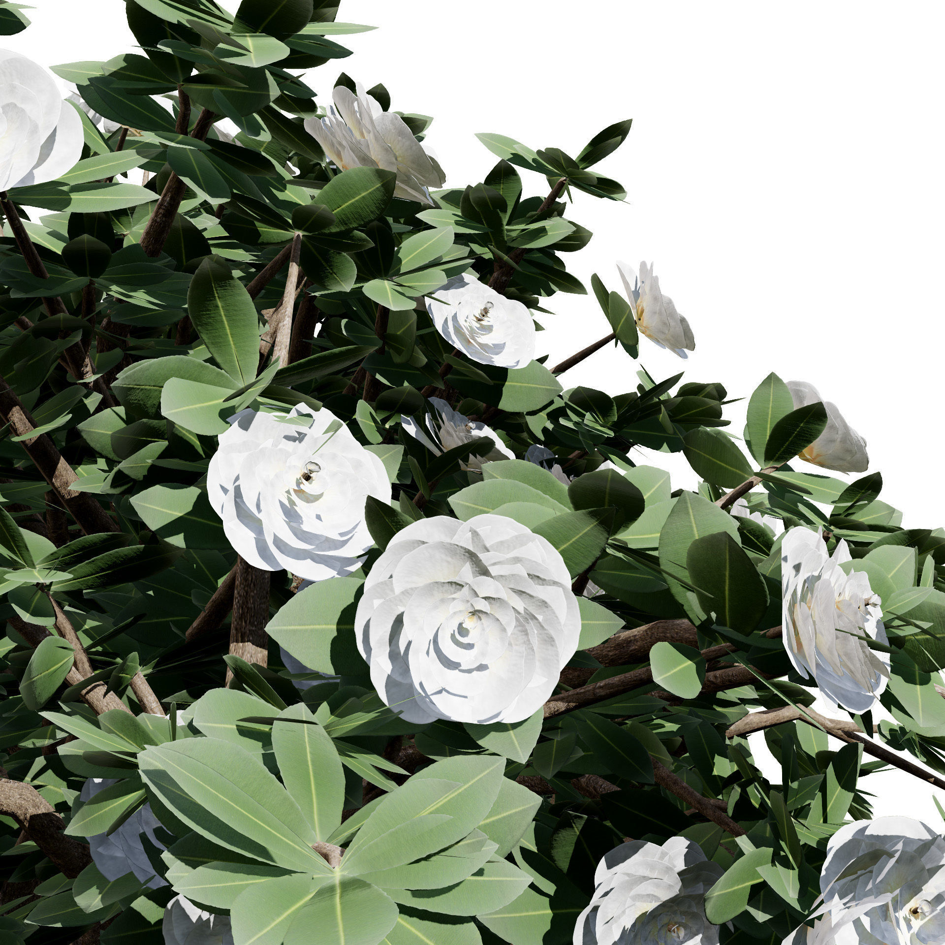 3D Camellia Flower Bush - Realistic Elegance for Your Designs Low-poly 3D model_7