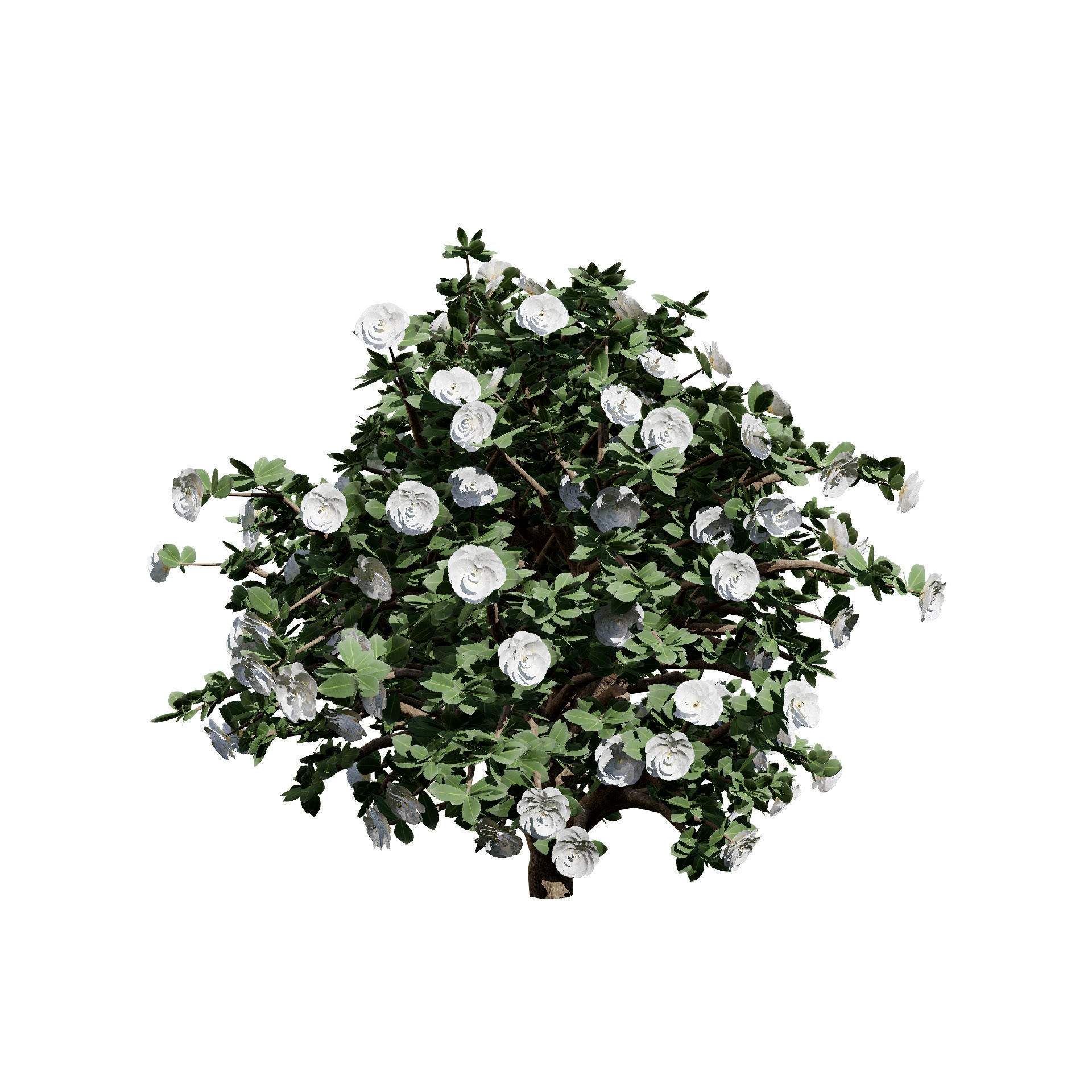 3D Camellia Flower Bush - Realistic Elegance for Your Designs Low-poly 3D model_9