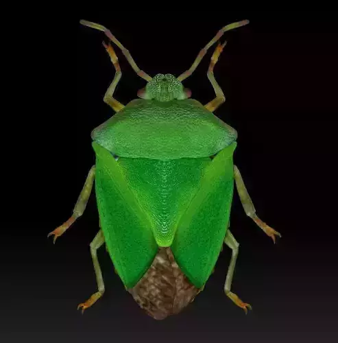 Palomena prasina Green Stink Bug Pentatomidae 3D print model