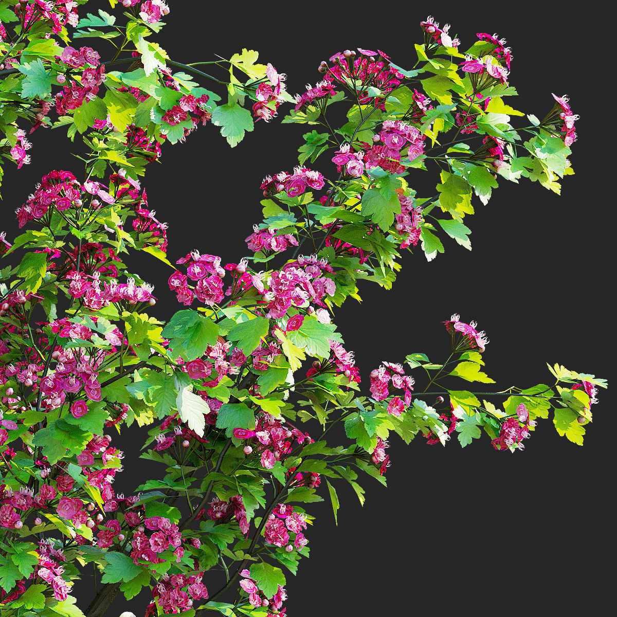 Crataegus x media Pauls Scarlet trees 3D model_1