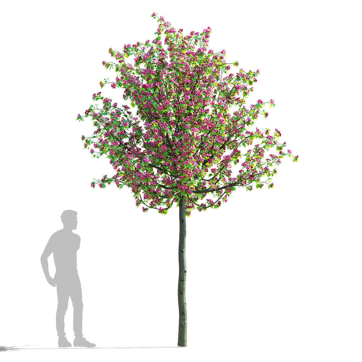 Crataegus x media Pauls Scarlet trees 3D model_5
