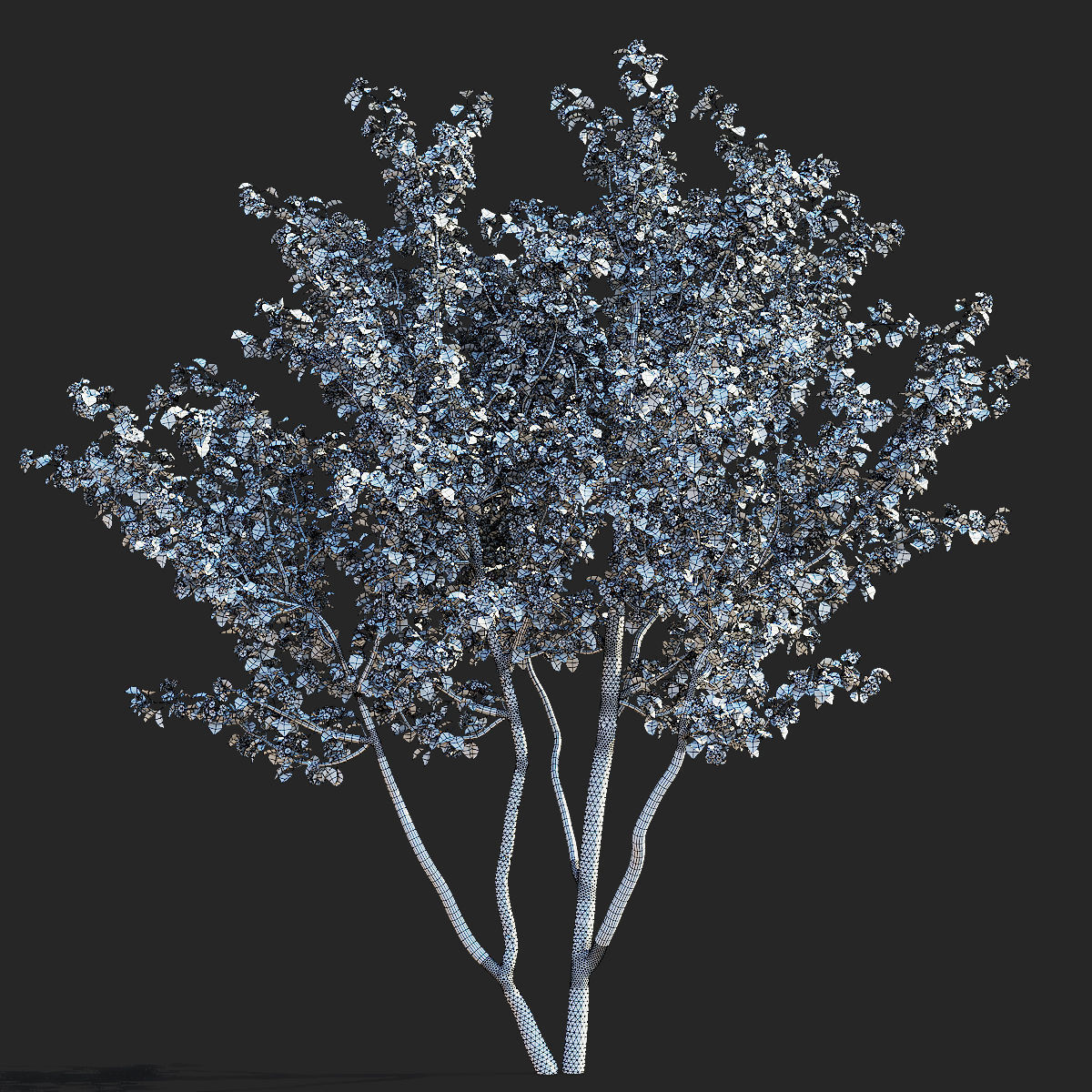 Crataegus x media Pauls Scarlet trees 3D model_8