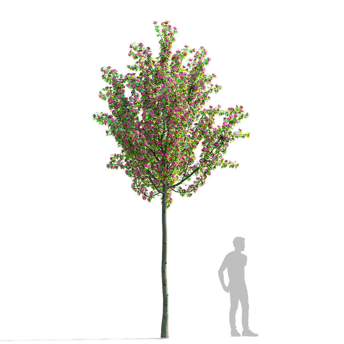 Crataegus x media Pauls Scarlet trees 3D model_6