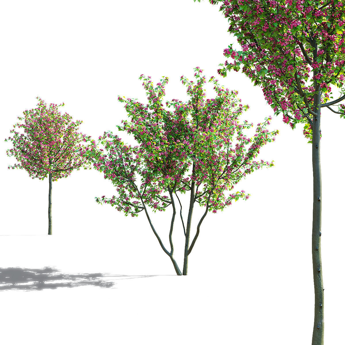 Crataegus x media Pauls Scarlet trees 3D model_7