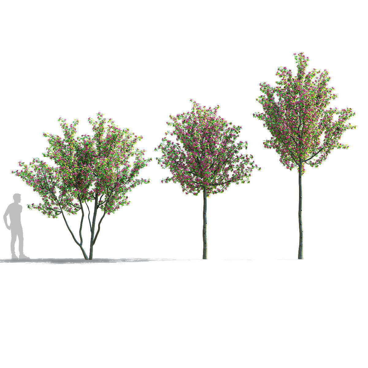 Crataegus x media Pauls Scarlet trees 3D model_3
