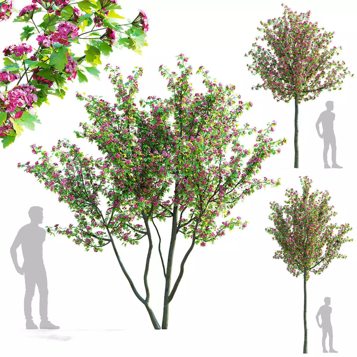 Crataegus x media Pauls Scarlet trees 3D model_0