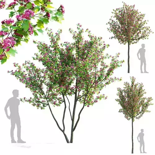 Crataegus x media Pauls Scarlet trees 3D model