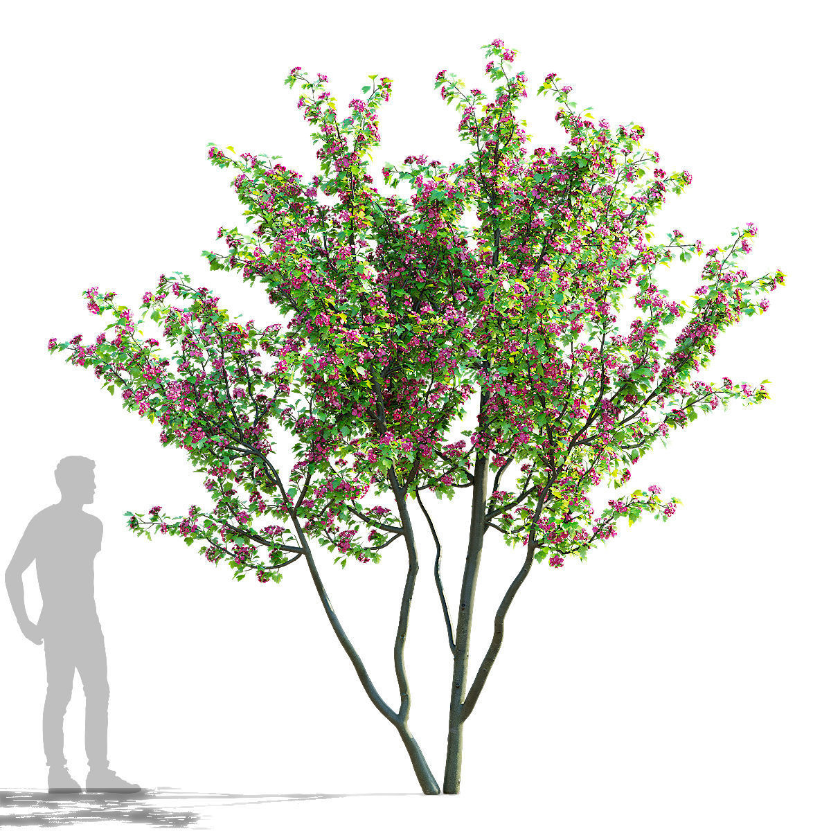 Crataegus x media Pauls Scarlet trees 3D model_4