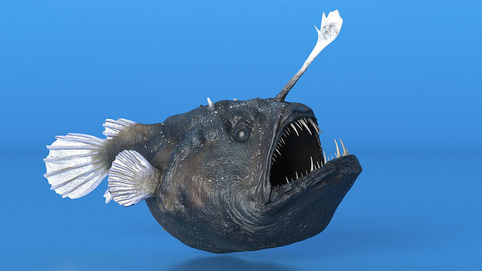 Anglerfish 3D model 4