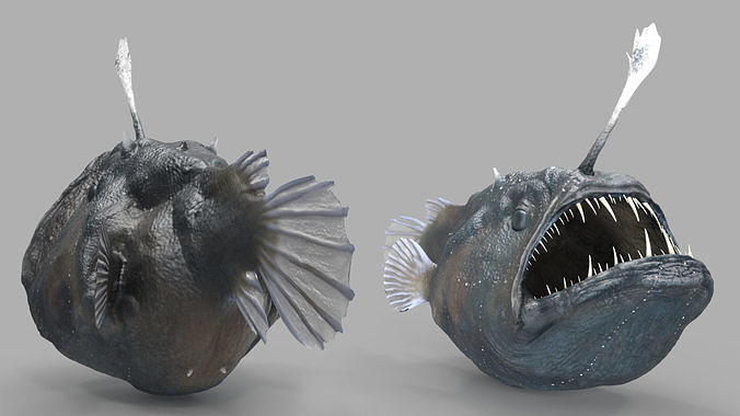 Anglerfish 3D model 6