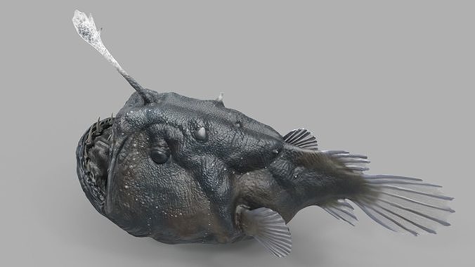 Anglerfish 3D model 7