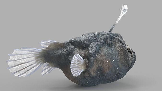 Anglerfish 3D model 5
