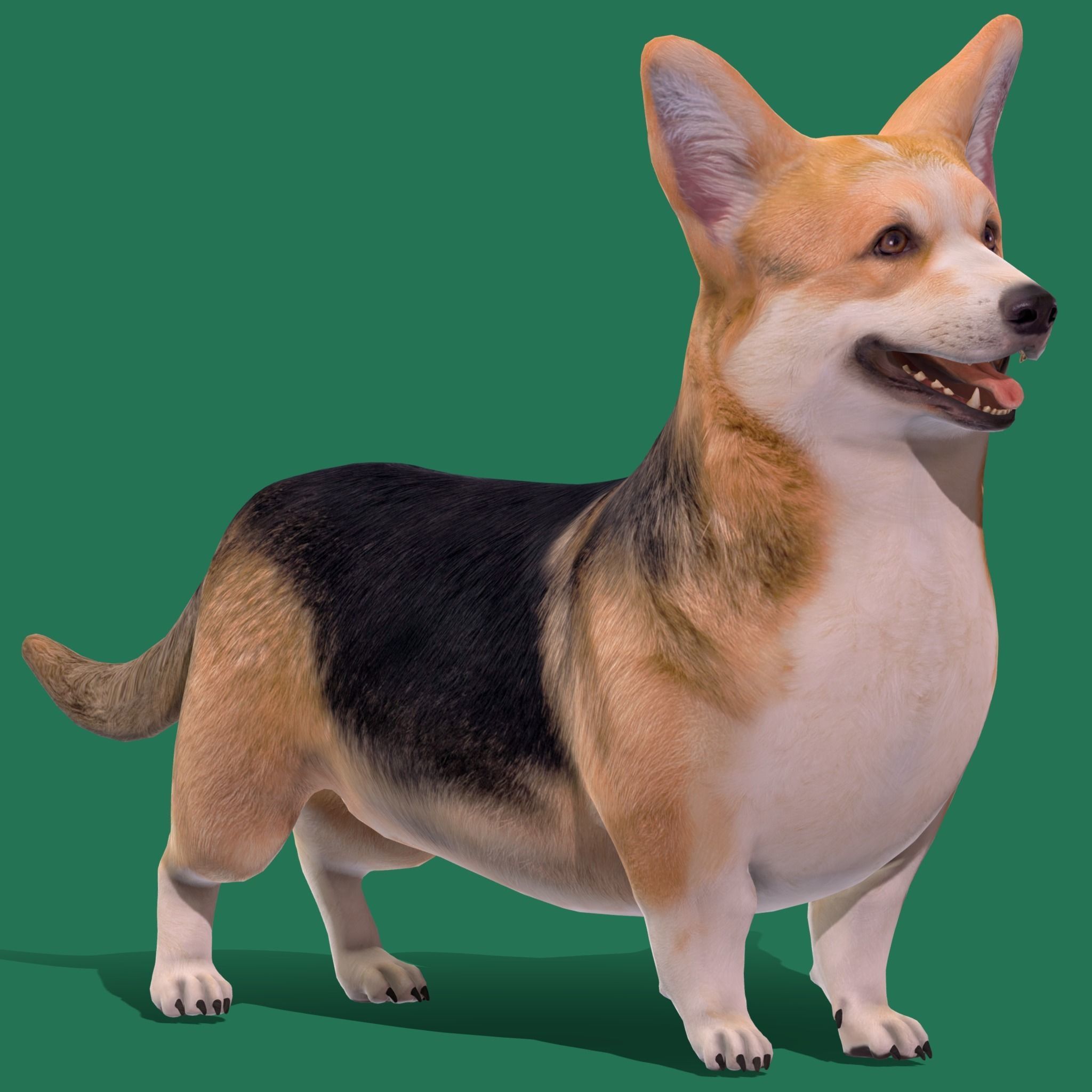 Pembroke Welsh Corgi Dog Low-poly 3D model_26