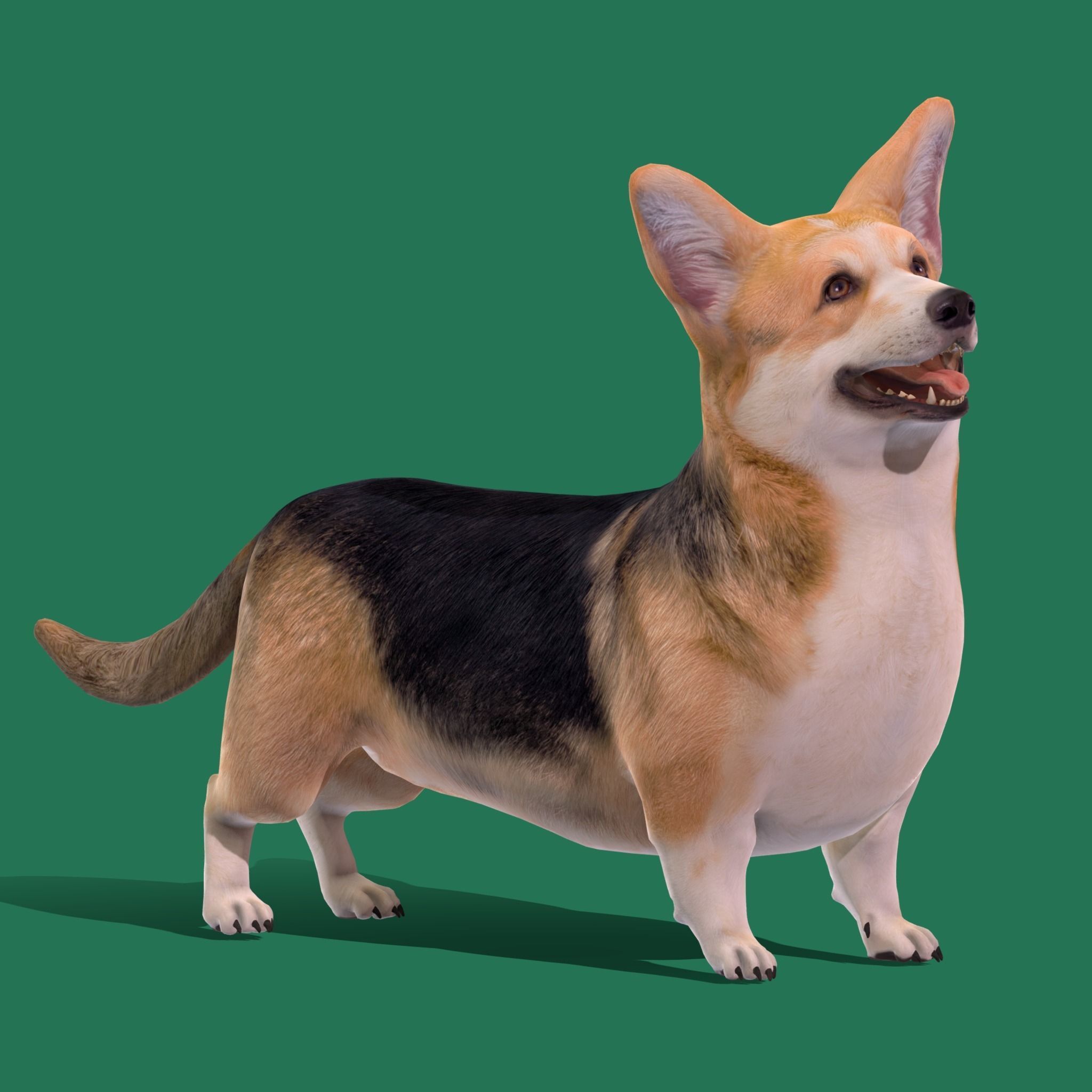 Pembroke Welsh Corgi Dog Low-poly 3D model_27