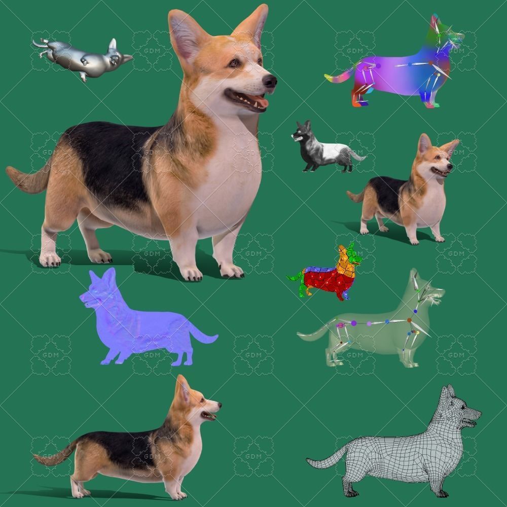 Pembroke Welsh Corgi Dog Low-poly 3D model_22