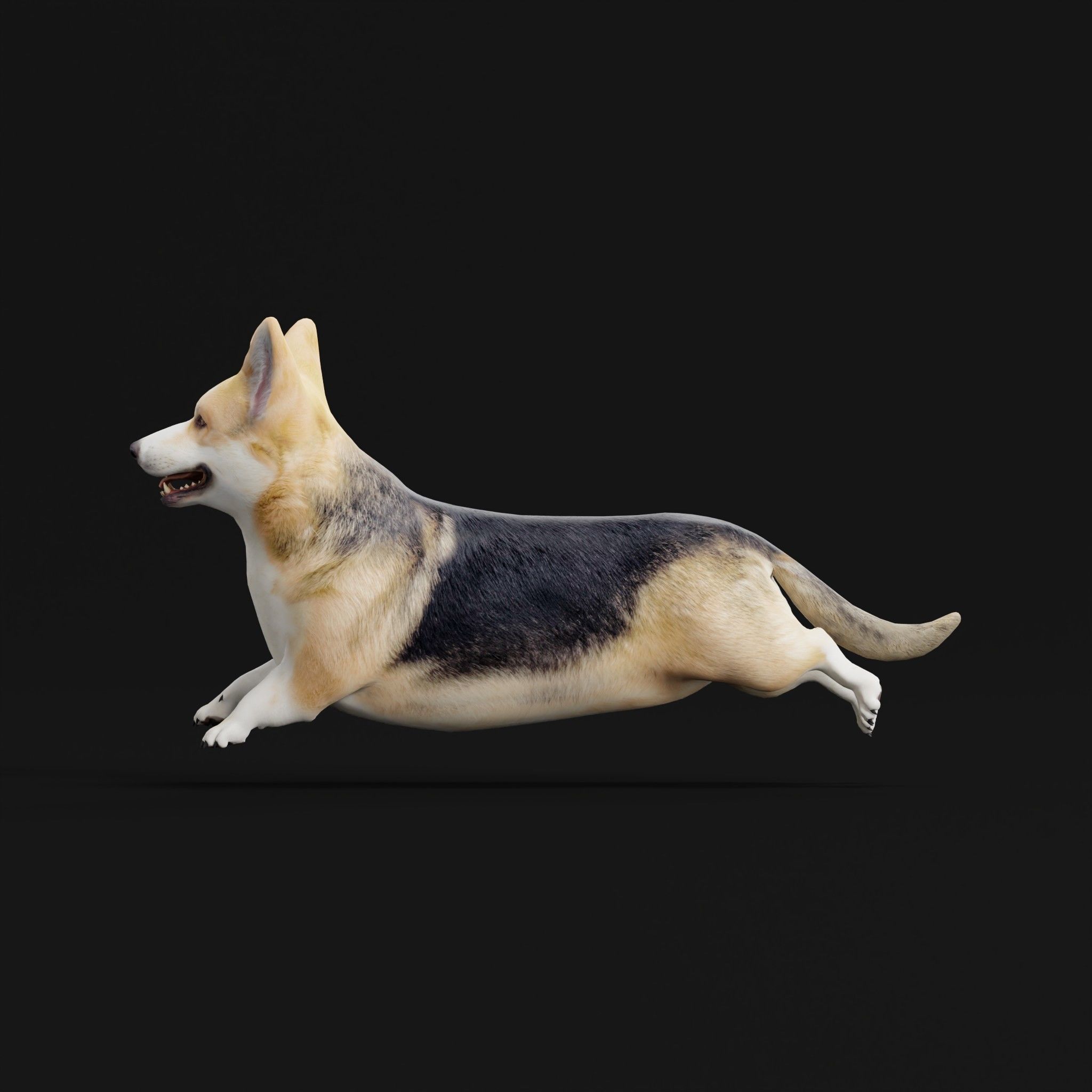Pembroke Welsh Corgi Dog Low-poly 3D model_9
