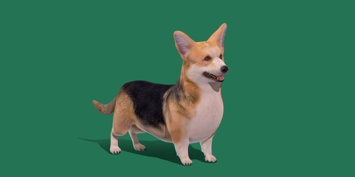 Pembroke Welsh Corgi Dog Low-poly 3D model_35