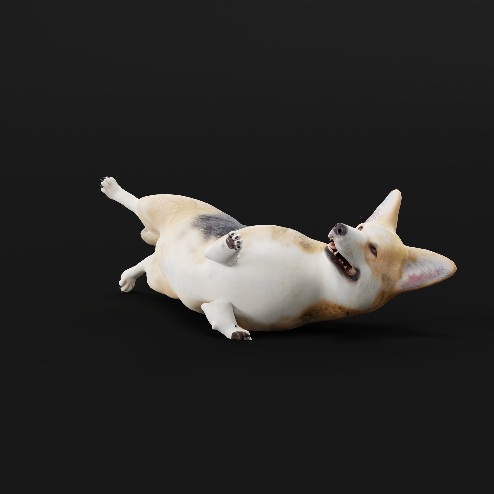 Pembroke Welsh Corgi Dog Low-poly 3D model_7