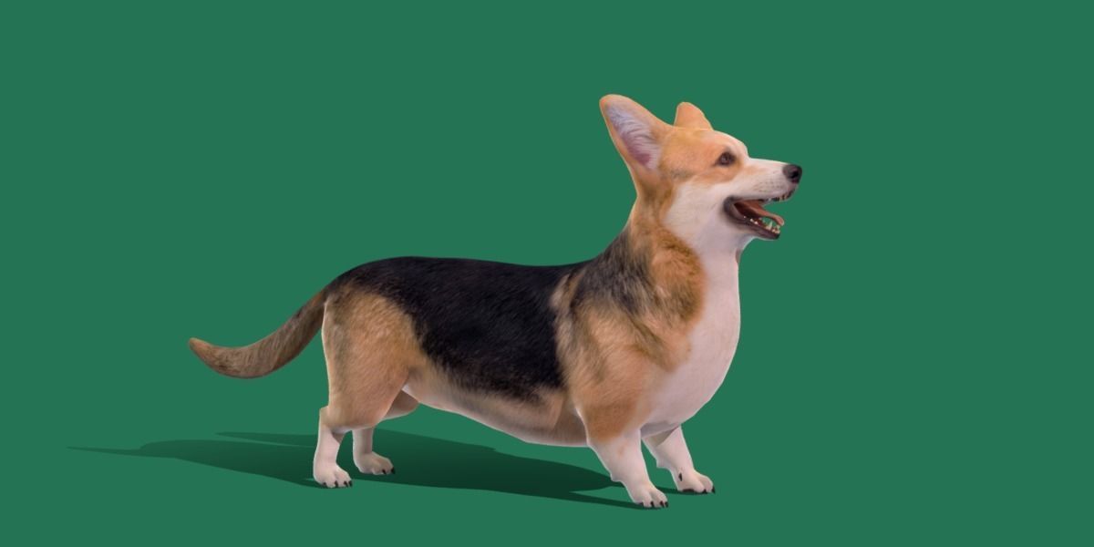 Pembroke Welsh Corgi Dog Low-poly 3D model_33