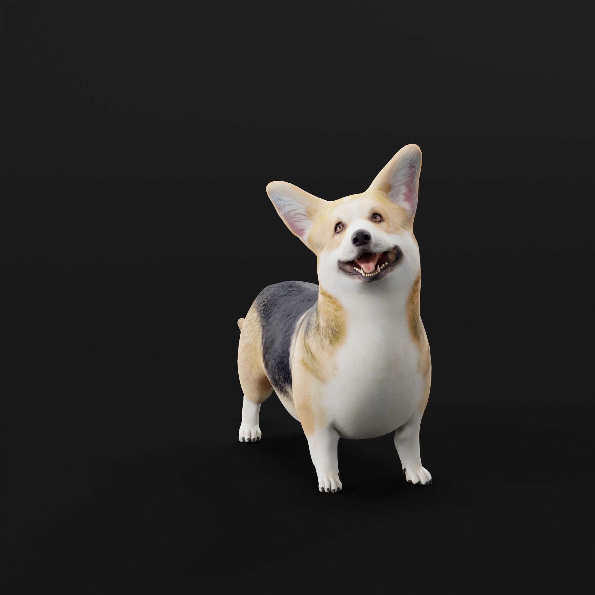 Pembroke Welsh Corgi Dog Low-poly 3D model_10