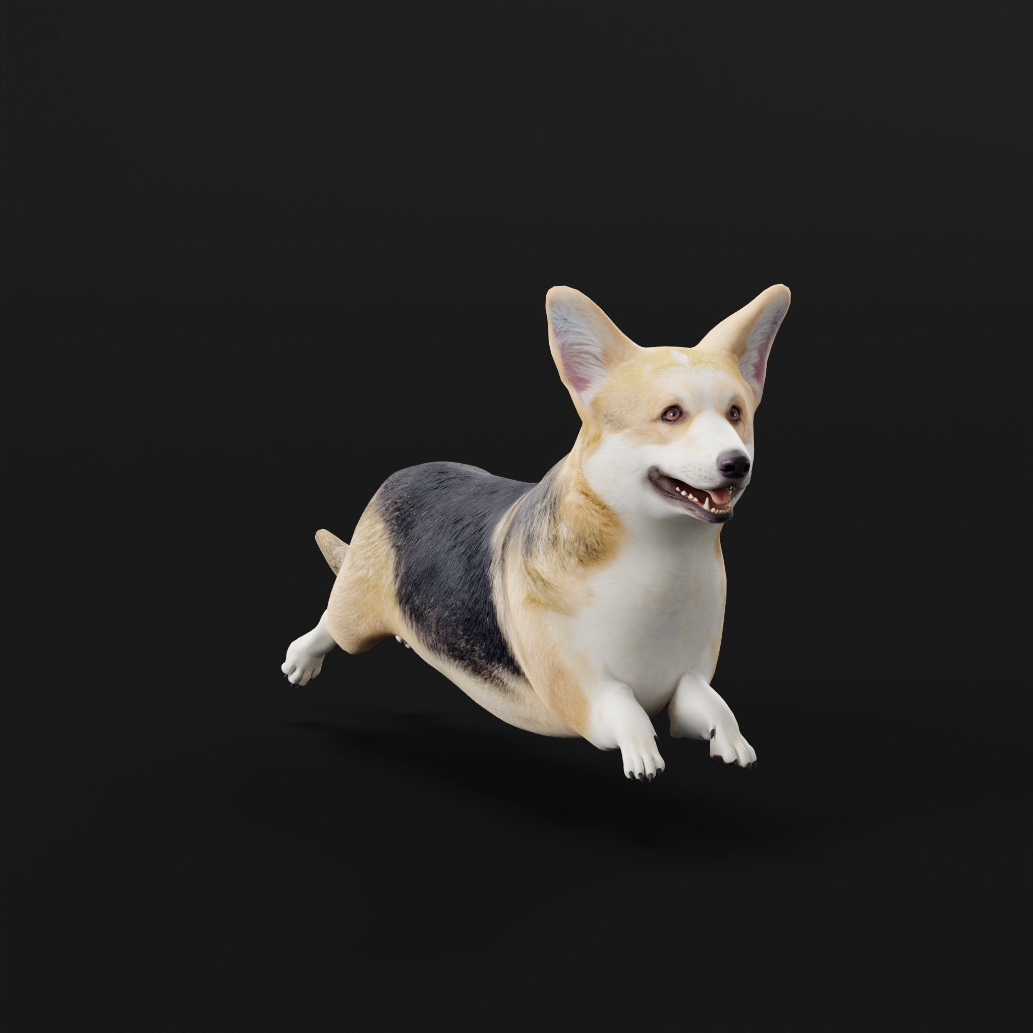 Pembroke Welsh Corgi Dog Low-poly 3D model_8