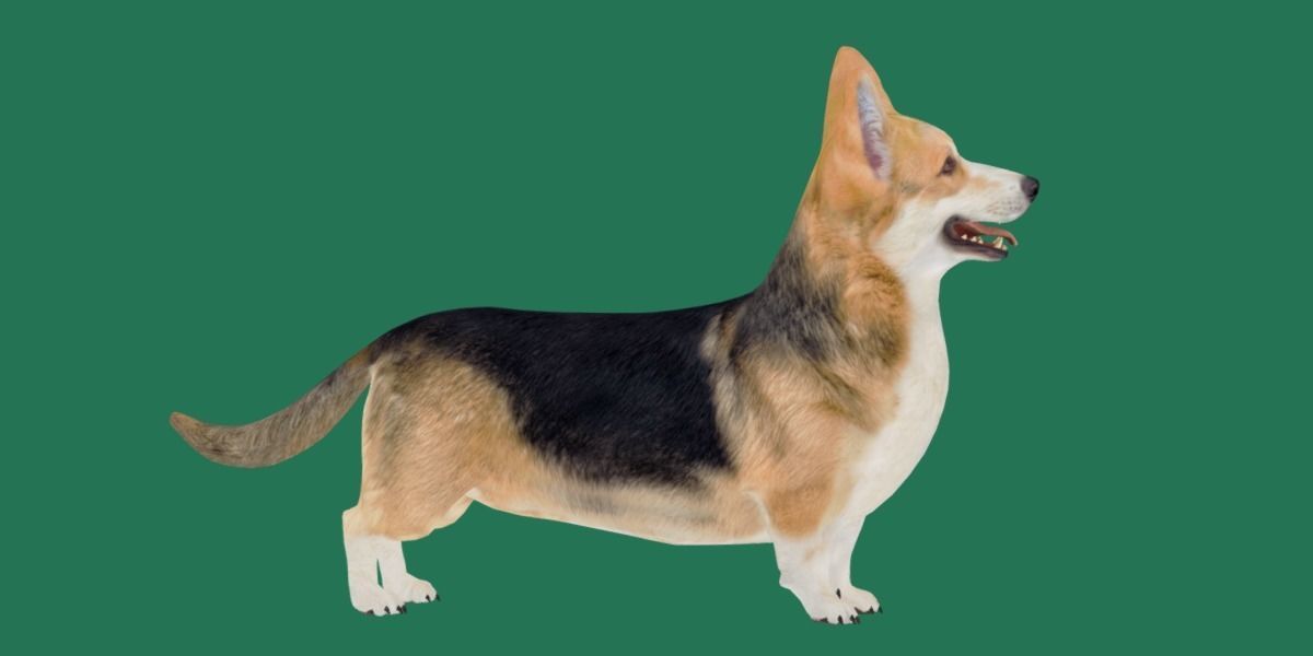 Pembroke Welsh Corgi Dog Low-poly 3D model_28