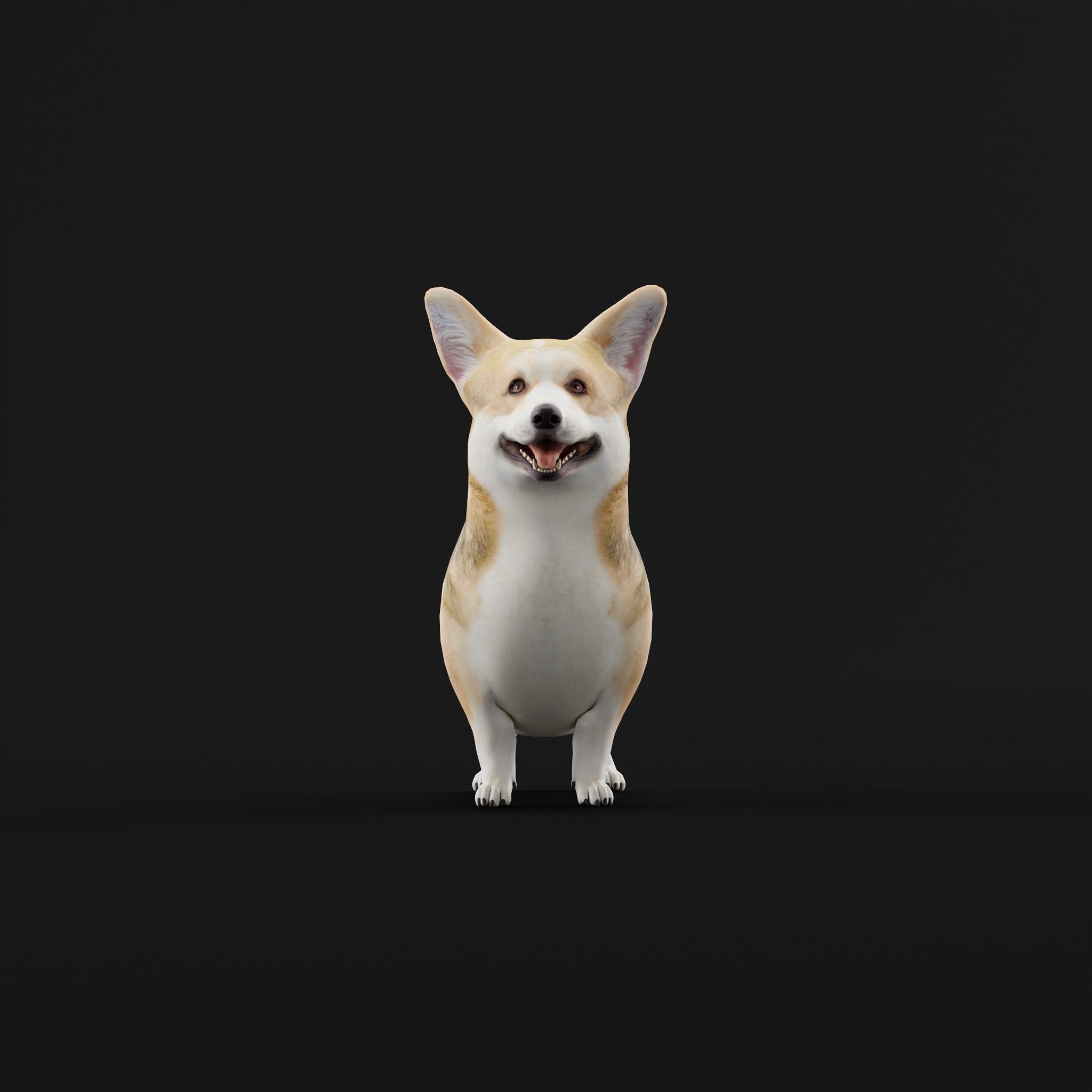 Pembroke Welsh Corgi Dog Low-poly 3D model_4