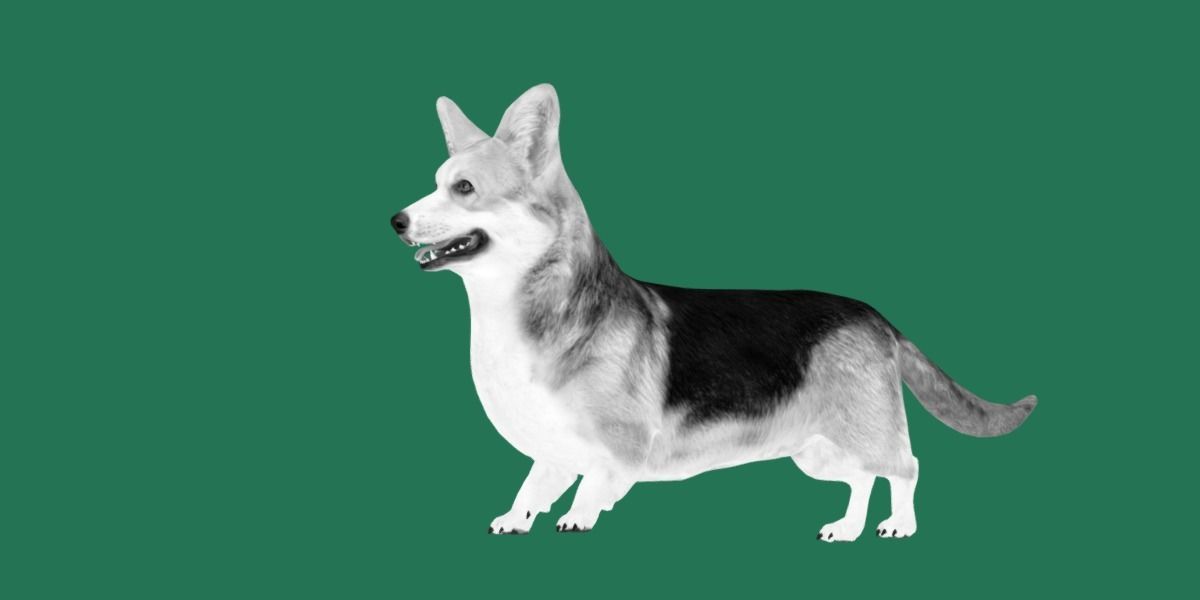 Pembroke Welsh Corgi Dog Low-poly 3D model_15