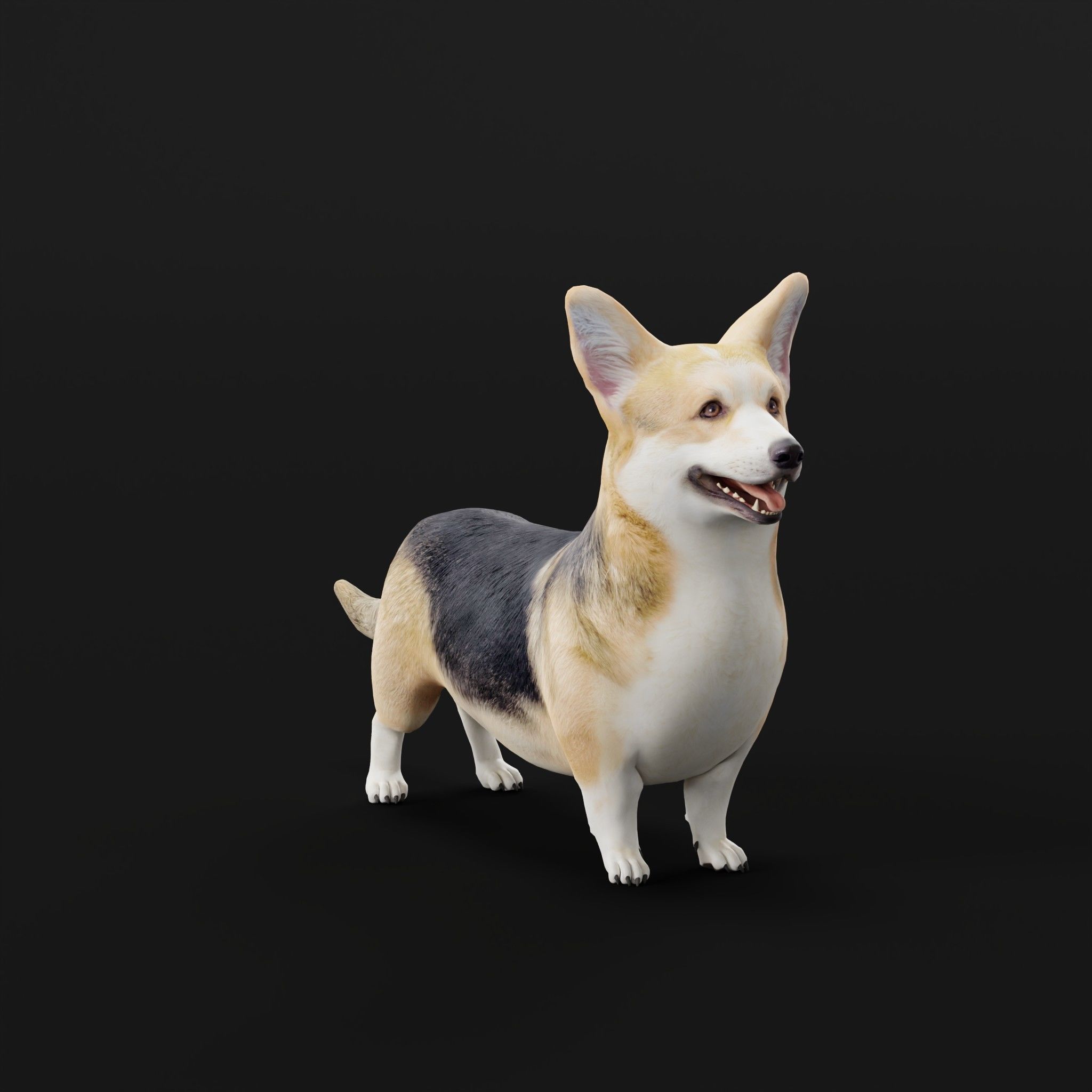 Pembroke Welsh Corgi Dog Low-poly 3D model_6