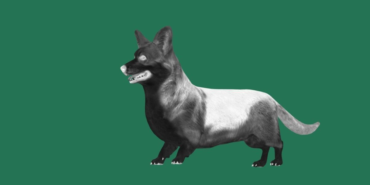 Pembroke Welsh Corgi Dog Low-poly 3D model_14