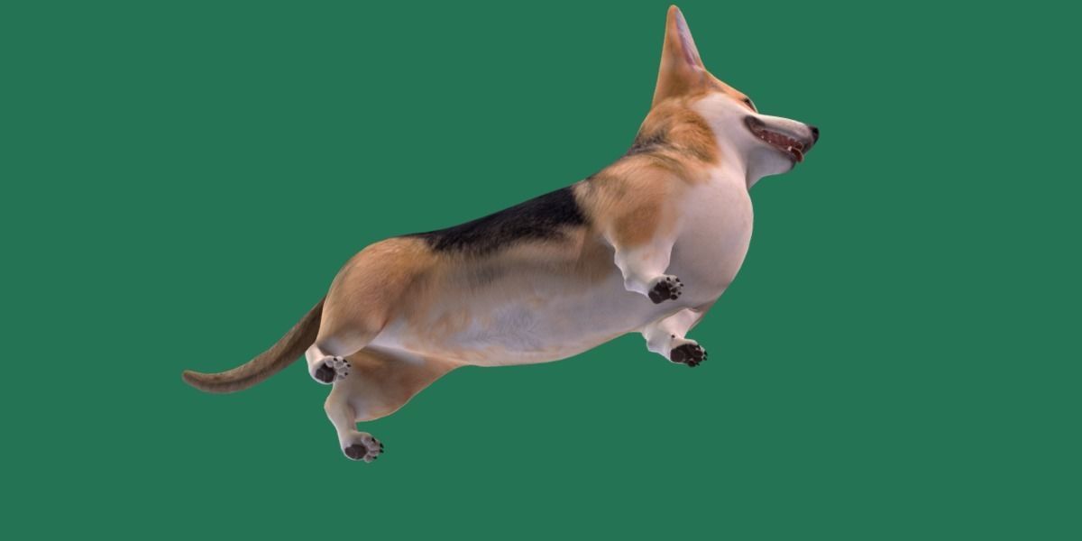 Pembroke Welsh Corgi Dog Low-poly 3D model_29